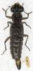 Stenus sp.